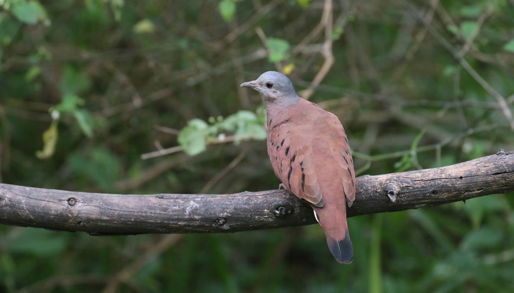 Ruddy Ground-Dove